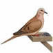 Mourning Dove